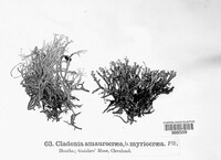 Cladonia amaurocraea image